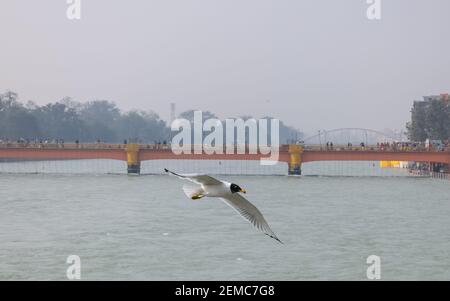 Pallas-Möwenvögel im Flug über den Ganges in Haridwar Stockfoto