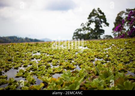 Teich mit Seerosen am Hang des Regenwaldes Stockfoto