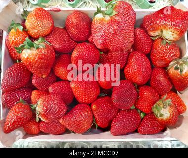 Frische Erdbeeren in einem hölzernen Kasten Stockfoto