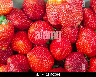 Frische Erdbeeren in einem hölzernen Kasten Stockfoto