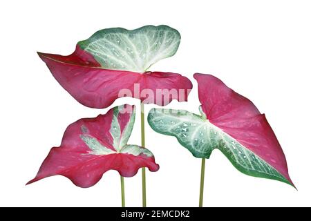 Grün Rote Blätter von Caladium Bicolor Pflanze isoliert auf Weiß Hintergrund mit Beschneidungspfad Stockfoto