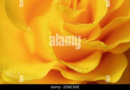 Gelber Makrohintergrund. Blume Nahaufnahme Textur. Stockfoto