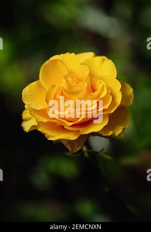 Gelbe Rose auf einem grünen natürlichen Hintergrund. Tau tropft auf die Blütenblätter. Vertikales Zuschneiden. Nahaufnahme. Stockfoto