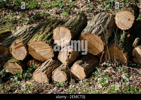 Lyon, Frankreich, am 24. Februar 2021. Logs in einem Wald. Stockfoto