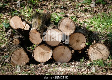 Lyon, Frankreich, am 24. Februar 2021. Logs in einem Wald. Stockfoto