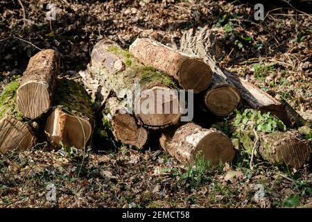 Lyon, Frankreich, am 24. Februar 2021. Logs in einem Wald. Stockfoto