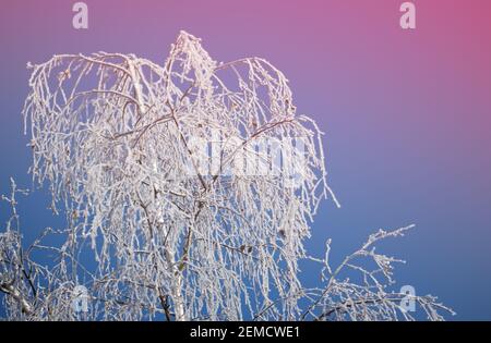 Schneebedeckter Baum mit klarem Himmel Stockfoto