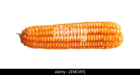Trockene Maisähren isoliert auf weißem Hintergrund, Objekt mit Beschneidungspfad. Stockfoto