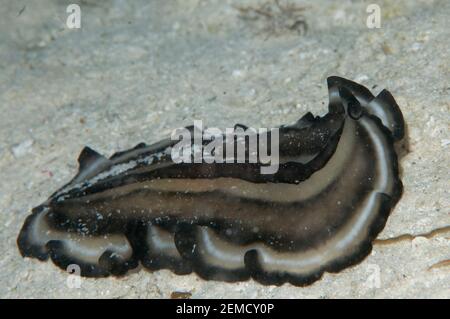 Polyclad Flatworm, Pseudobiceros sp, Raja Ampat, West Papua, Indonesien Stockfoto