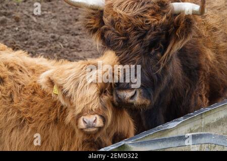 schottische Hochlandrinder grasen auf Salisbury Plain, Wiltshire Stockfoto