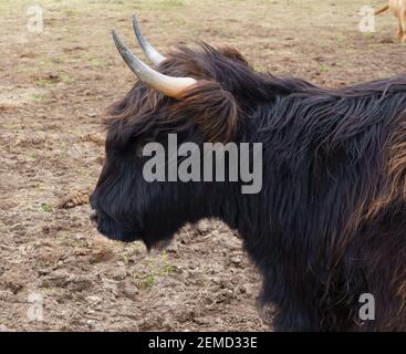 schottische Hochlandrinder grasen auf Salisbury Plain, Wiltshire Stockfoto