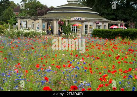 Wildblumenwiese in Preston Park, Brighton, East Sussex, Großbritannien. Stockfoto