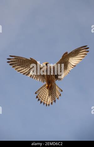 Ein Turmfalke schwebt direkt über dem Himmel in einem klaren blauen Himmel Während sie den Boden unten nach Beute durchscanning Stockfoto