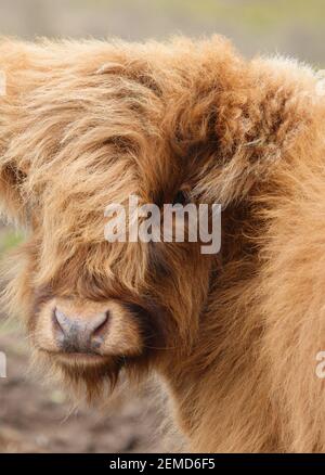 schottische Hochlandrinder grasen auf Salisbury Plain, Wiltshire Stockfoto