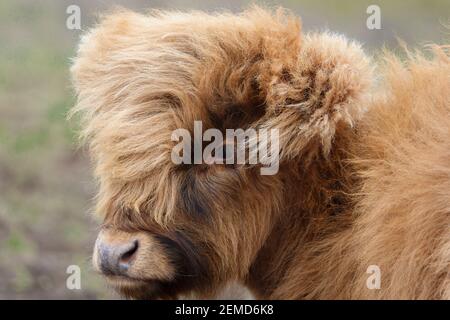 schottische Hochlandrinder grasen auf Salisbury Plain, Wiltshire Stockfoto