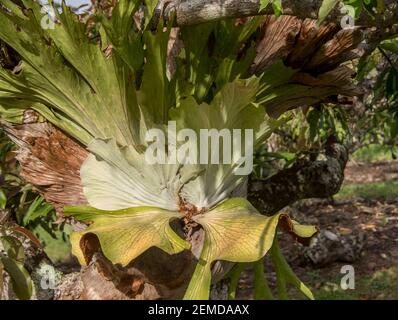 Ein großer australischer Staghornfarn, Platycerium bifurcatum, der um den Stamm eines Avocadobaums (Persea americana) in Australien wächst. Stockfoto