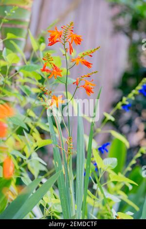 Das orange blühende Montbretia (Crocosmia x crocosmiiflora) gilt im Bundesstaat New South Wales, Australien als invasives Unkraut Stockfoto