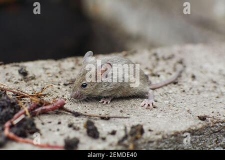 Kleine graue Maus. Nagetier. Verängstigte kleine Maus in natürlichen Lebensraum. Stockfoto