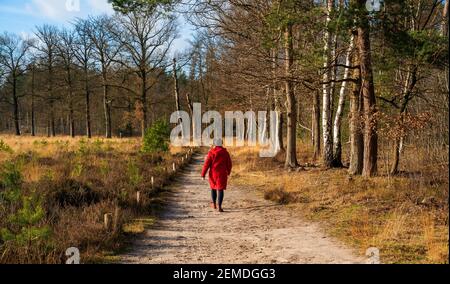 Heide Landschaft im Winter in den Niederlanden mit einem Wanderer Stockfoto