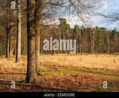 Heidenlandschaft im Winter in den Niederlanden mit Wanderern Stockfoto