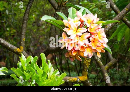 Orange, rosa und gelbe Frangipani (Plumeria) blüht im Sommer auf Madeira Stockfoto