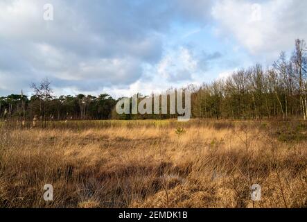 Waldlandschaft im Winter in den Niederlanden Stockfoto