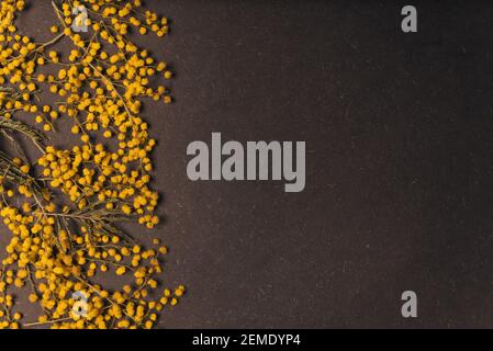mimosa Hintergrund. Gelbe Frauen Tag Frühlingsblumen auf schwarzem Hintergrund. 8 märz Konzept. Platz kopieren Stockfoto