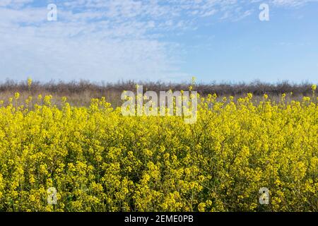 Nahaufnahme Blumen von Raps, Gelb, Senfpflanzen Bild. Israel Stockfoto