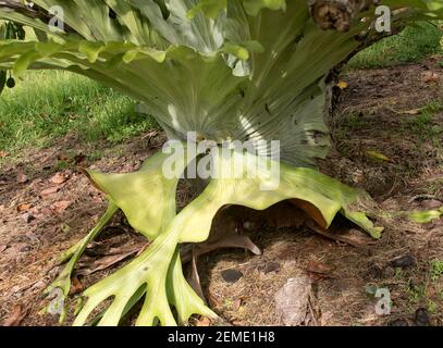 Ein großer australischer Staghornfarn, Platycerium bifurcatum, der um den Stamm eines Avocadobaums (Persea americana) in Australien wächst. Stockfoto