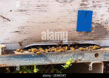 Nahaufnahme der Bienen am Eingang zu den Bienenstöcken im Obstgarten. Israel Stockfoto