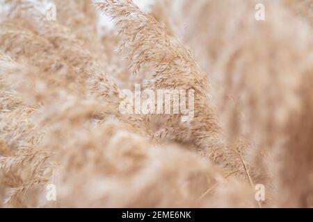 Nahaufnahme Pampagras (Cortaderia selloana), Schilf. Abstrakter natürlicher Hintergrund. Schönes Muster in neutralen Farben. Selektiver Fokus. Stockfoto