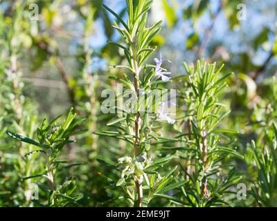 Detail der frischen Rosmarinpflanze in der Natur, Salvia rosmarinus, mit nadelartigen Blättern und Blumen, aromatische kulinarische Kräuter spezifisch für Mittelmeer Stockfoto