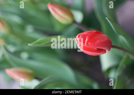 Floraler Hintergrund - wachsende ungeöffnete Kranich Tulpen auf einem Hintergrund Von grünen Blättern Stockfoto