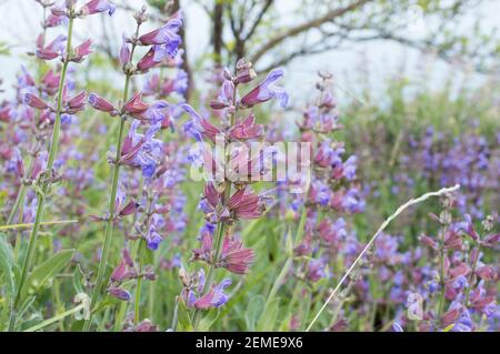 Salbei, Salvia officinalis, mit blauen und purpurroten Blüten, mediterranes Heilkraut, aus Kroatien Stockfoto