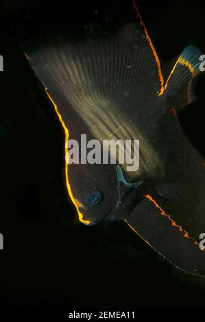 Juvenile gefiederte Spadefish, Platax pinnatus, Lembeh Island Resort House Reef Tauchplatz, Lembeh Straits, Sulawesi, Indonesien Stockfoto