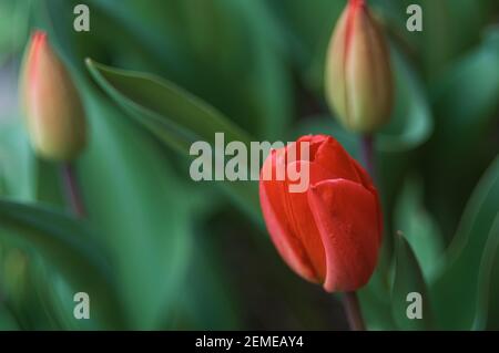 Flower tulips background. Beautiful view of red tulips and sunlight. red tulips. Stockfoto
