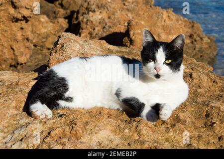 Lustige schwarz-weiße Katze genießen Sonne und Ruhe am Strand, Adriaküste, Kroatien Stockfoto