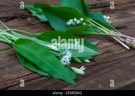 Vergleich Bärlauch (vorne) und Maiglöckchen (hinten), Blätter, Blätter, Blüten, Blüten. Bärlauch, Bär-Lauch, Allium ursinum, Ramsons, Holzknoblauchzehen, Wood-G Stockfoto