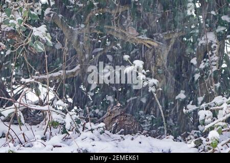 Eurasian Woodcock, Scolopax rusticola, Fütterung am Waldrand bei kaltem Wetter, North Norfolk Februar Stockfoto