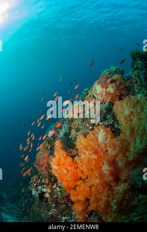 Glomerat Tree Coral, Dendronephthya sp, und Anthias, Unterfamilie Anthiinae, mit Sonne, Tatawa Besar Tauchplatz, Selawi Straße, Komodo Insel Stockfoto