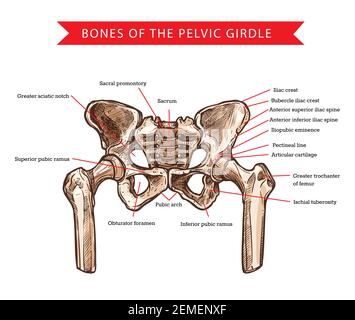 Beckenknochen des Beckengürtels, Vektorskizze der menschlichen Anatomie und Medizin. Knochen und Gelenke Struktur des Skeletts Hüften, Kreuzbein, Oberschenkel und Steißbein, Sack Stock Vektor