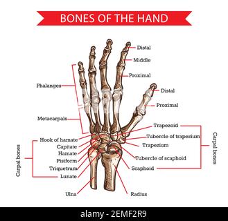 Hand- und Handgelenkknochen Vektorskizze der menschlichen Anatomie und Medizin Design. Handgezogener Skelettarm mit Radius, Ulna, Fingerphalangen und Handmetac Stock Vektor