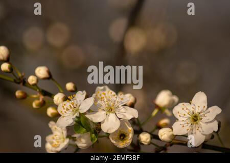 Blühende Pflaume gegen das Abendlicht. Schöne blühende Pflaumenblüte Nahaufnahme auf Sonnenuntergang Hintergrund. Makro blühende Pflaumenpflanze im Garten Stockfoto