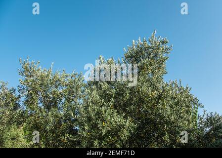 Oben von Olivenbaum Äste, blauer Himmel Hintergrund. Stockfoto
