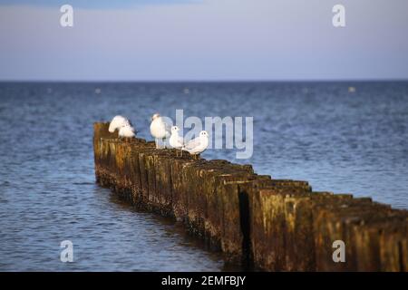 Möwen sitzen auf Groynes an der Ostsee. Stockfoto