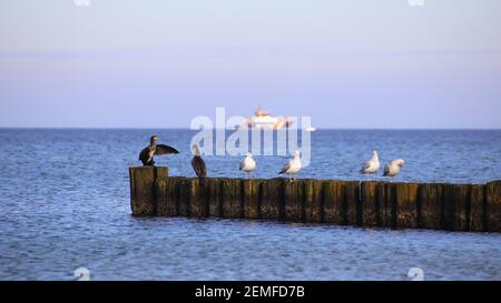 Wasservögel sitzen auf Groynes an der Ostsee. Stockfoto