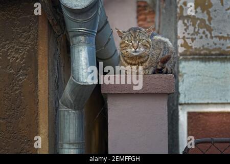 Streunende domestizierte Katze, die auf dem Dach auf Beute lauert; Farbfoto. Stockfoto