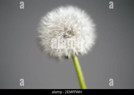 Nahaufnahme intakter Löwenzahn-Kopf (Taraxacum officinale) vor grauem Hintergrund; Farbfoto. Stockfoto