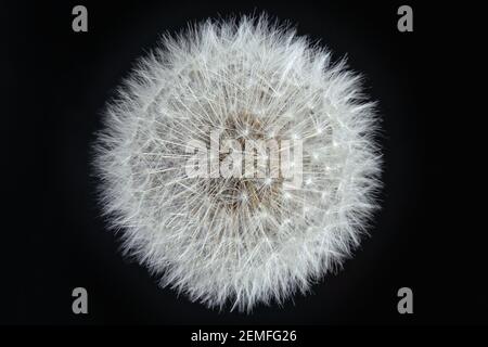 Nahaufnahme intakter Löwenzahn (taraxacum officinale) weißer Samenkopf vor schwarzem Hintergrund; isoliertes Farb-Studiofoto. Stockfoto