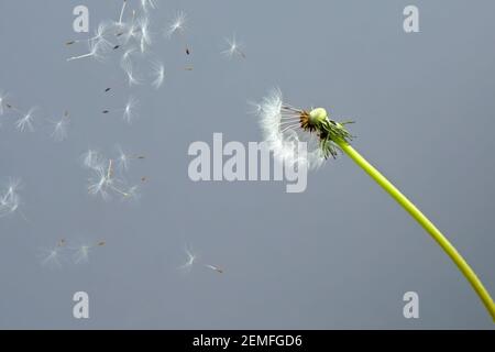 Löwenzahn (Taraxacum officinale) mit fliegenden Samen auf grauem Hintergrund; isoliertes Farb-Studiofoto. Stockfoto